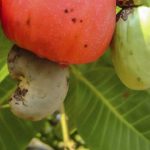 میوه بادام هندی؛ نحوه کاشت نهال و برداشت درخت بادام هندی