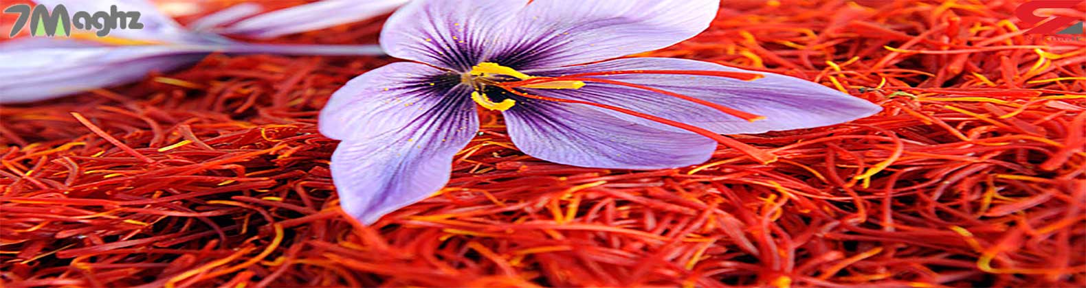 راهنمای خرید زعفران