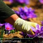 زعفران در سال چند بار گل میدهد؟