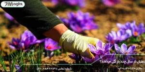 زعفران در سال چند بار گل می دهد؟